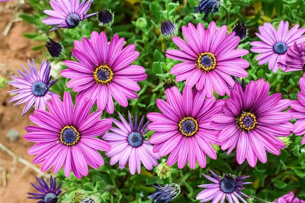 african-daisy