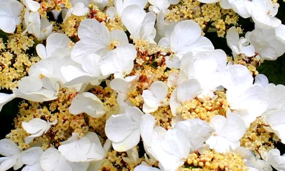climbing-hydrangea