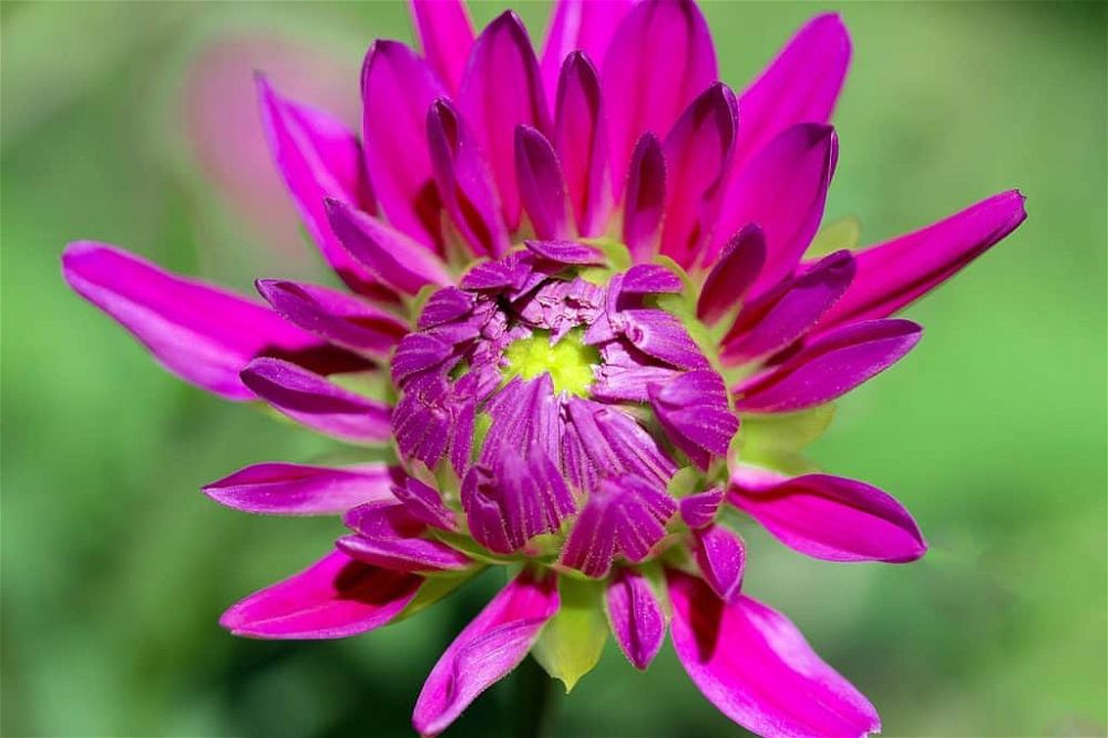 dahlia varieties