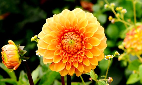 dahlias