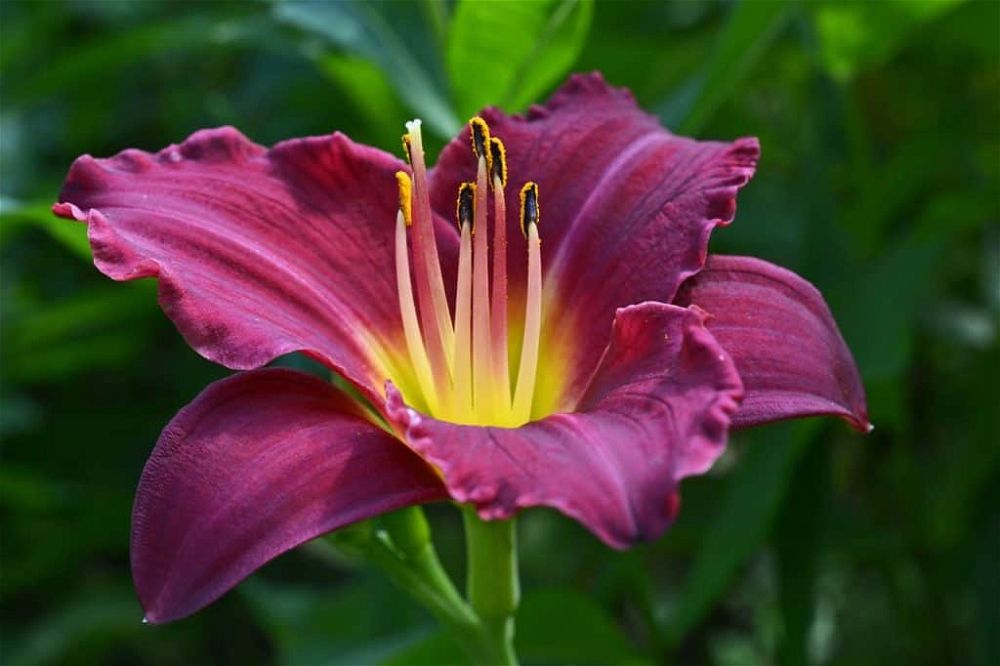 daylily