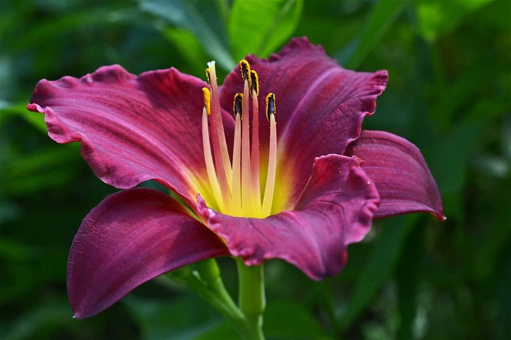 How to Grow Hemerocallis (2024 Daylilies Care Guide)