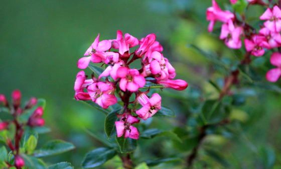 escallonia