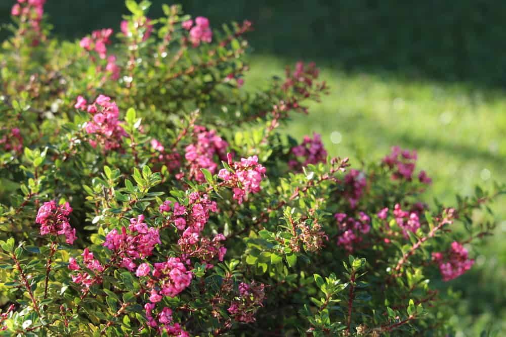 escallonia varieties