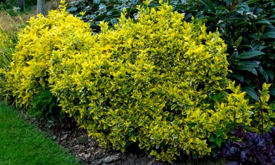 euonymus