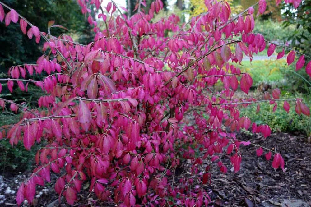 euonymus-alatus