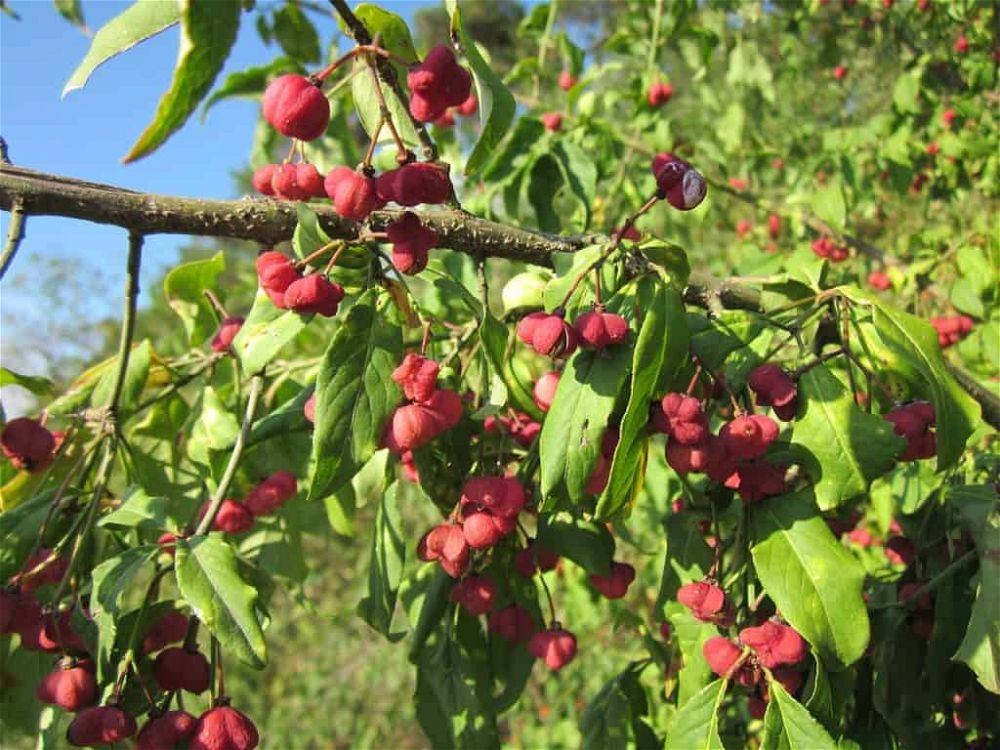 euonymus-europaeus