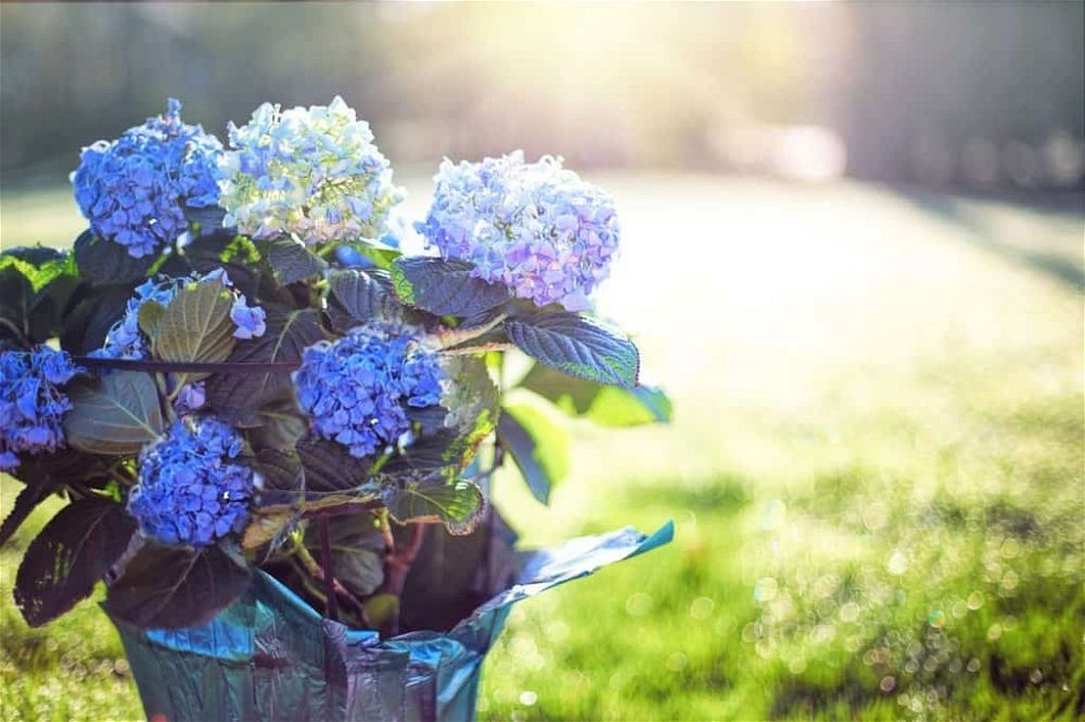 hydrangea