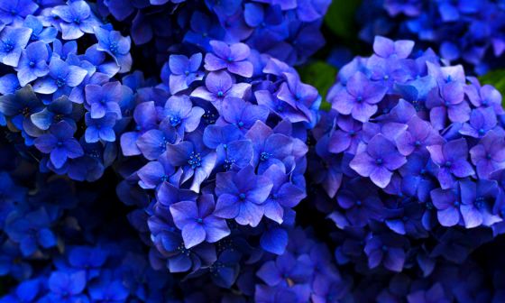 hydrangea