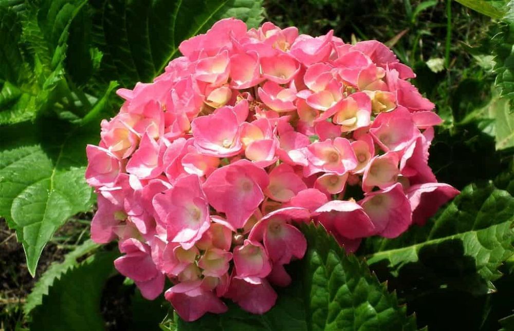 hydrangea varieties