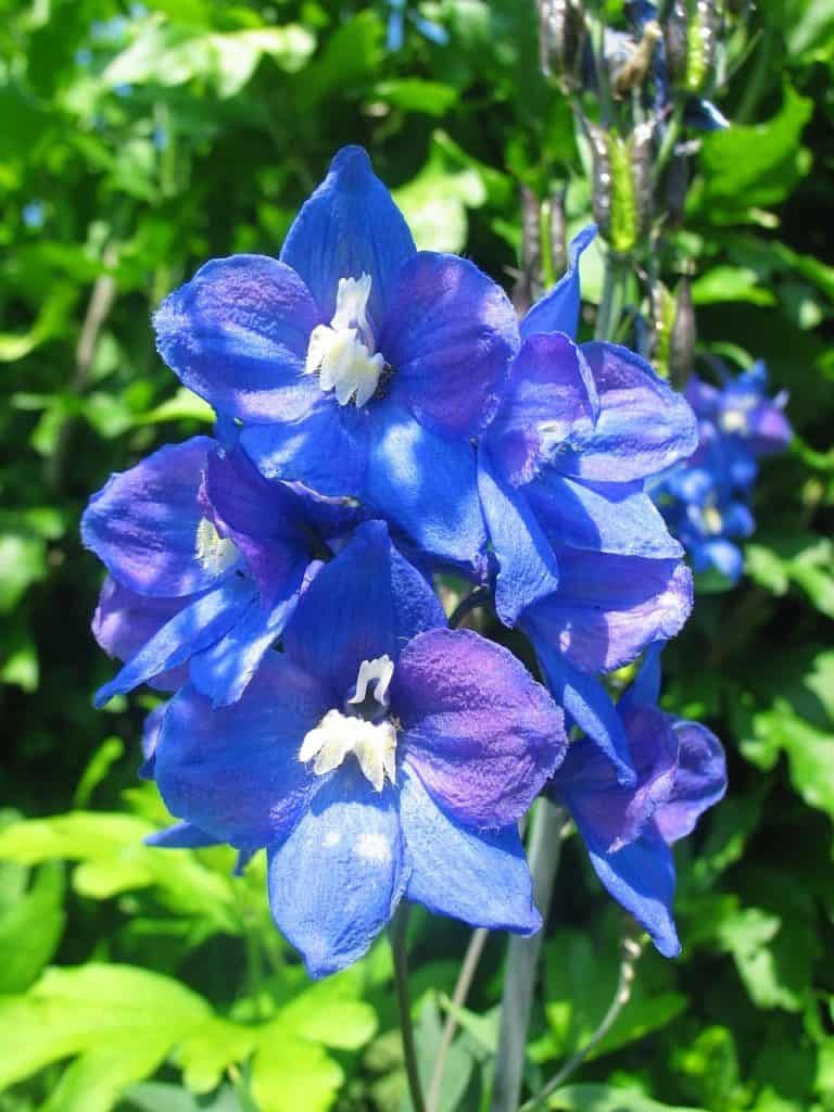 larkspur