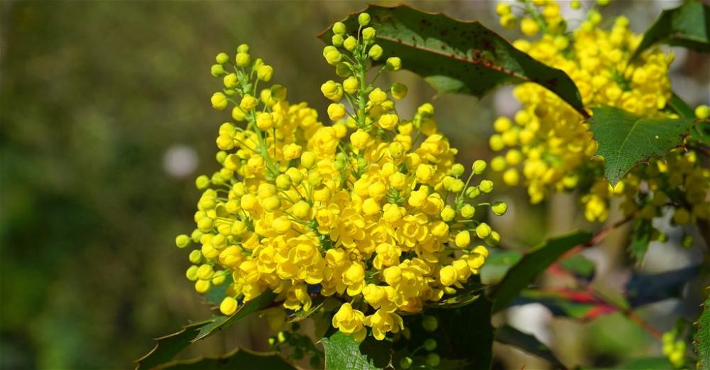 How To Grow Mahonia (2024 Propagation & Care Guide)