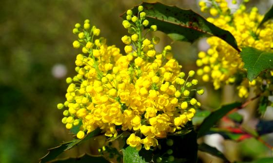 mahonia