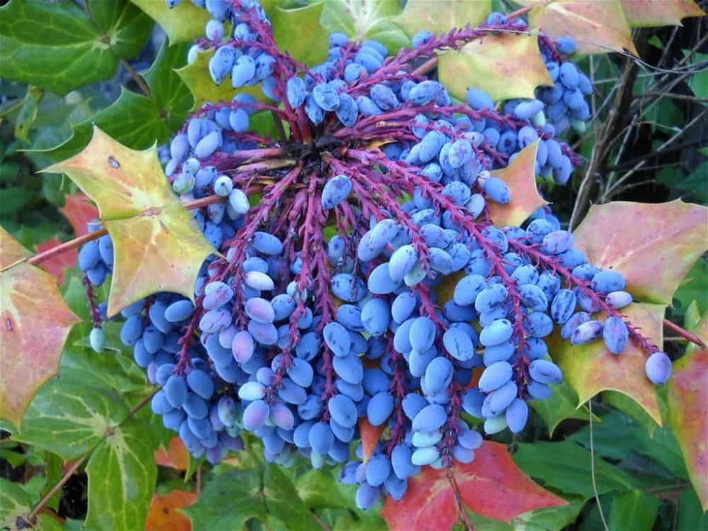 mahonia-berries
