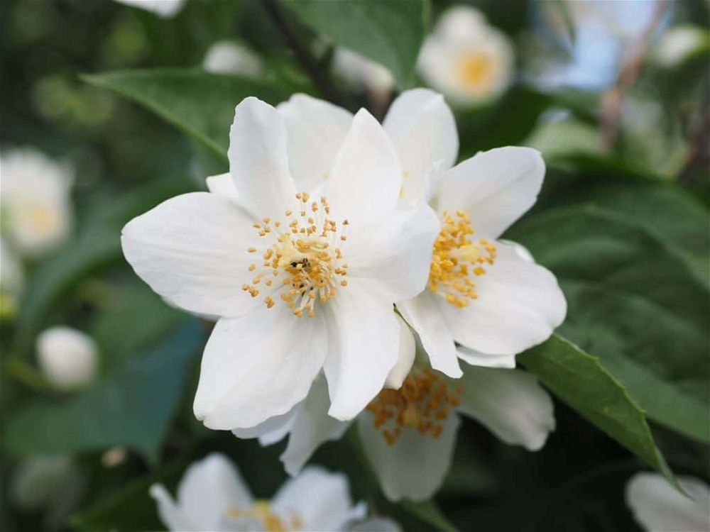 mock-orange