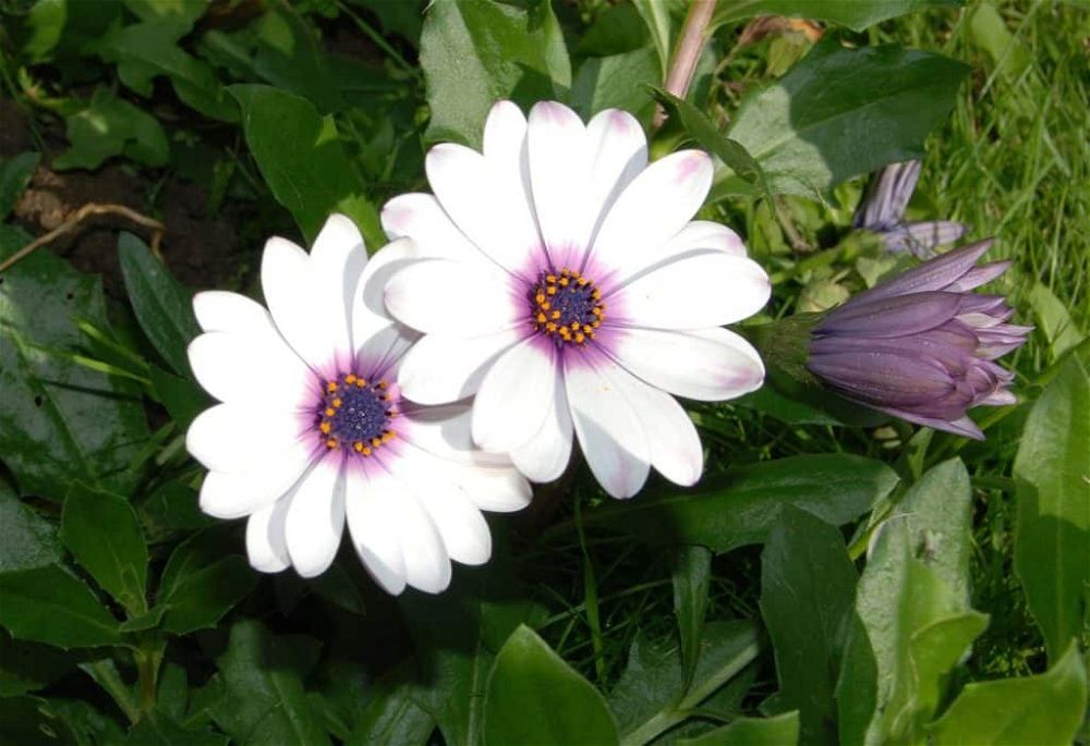 osteospermum