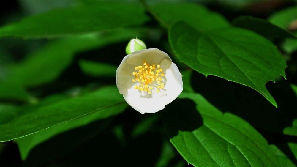 philadelphus-bush-819000_1280