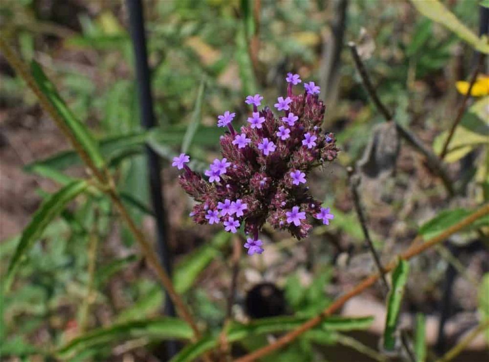 skipper-on-verbena-bonariensis-2670363_1280