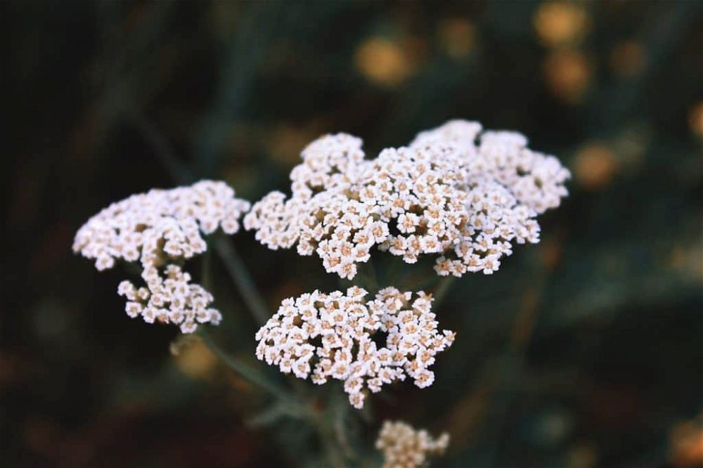 yarrow