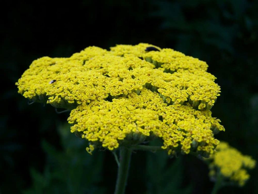 yarrow