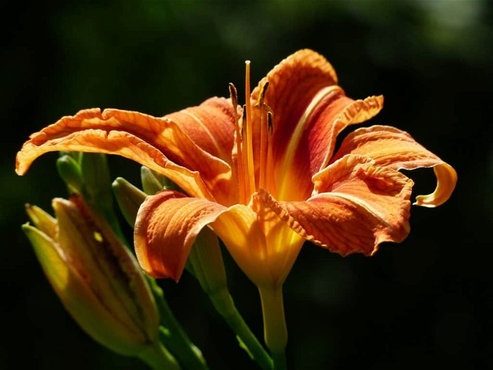 yellow-red-daylily