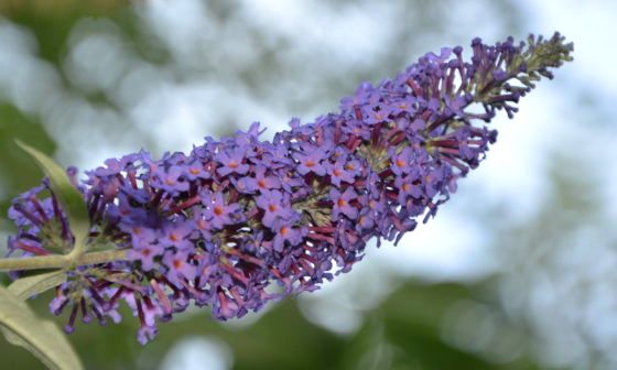 Buddleia