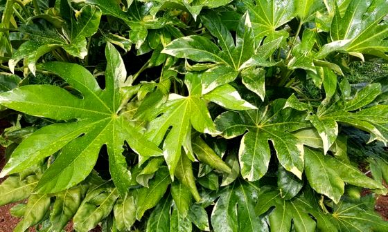 Fatsia-Japonica