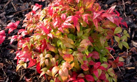 Nandina-Domestica