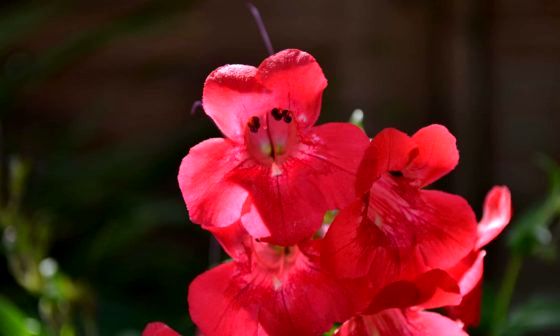 Penstemon