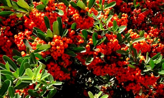 Pyracantha