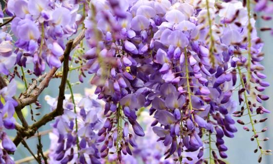 Wisteria