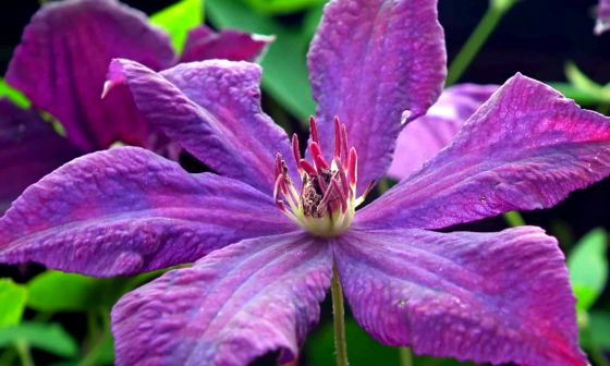 clematis