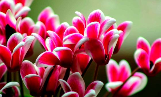 cyclamen