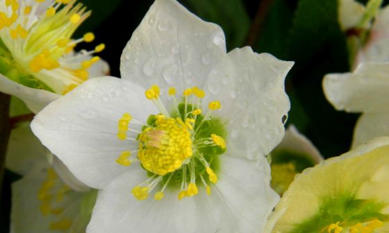 hellebore