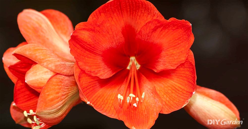 How to Grow Amaryllis (2023 Propagation & Care Guide)