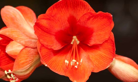 Amaryllis