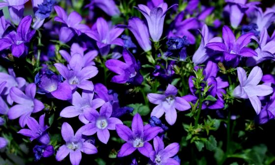 Campanula