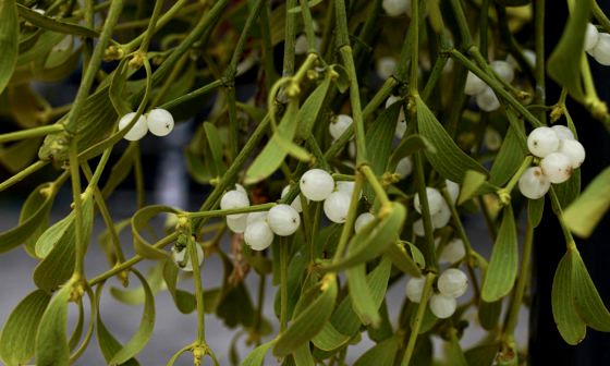 Mistletoe