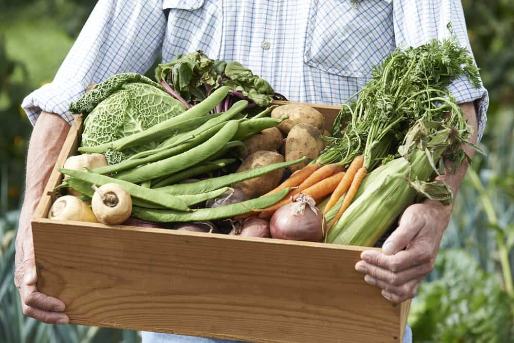 allotment vegetables