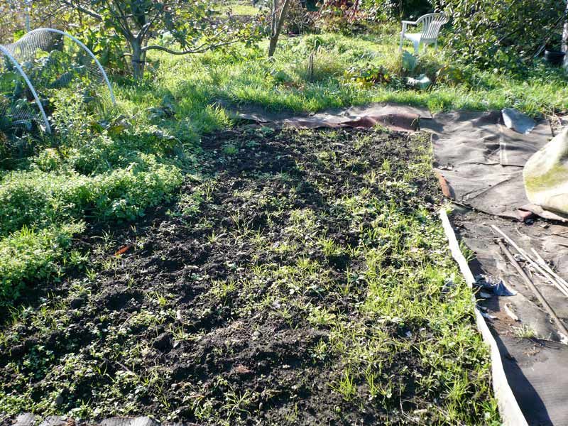 allotment weeds