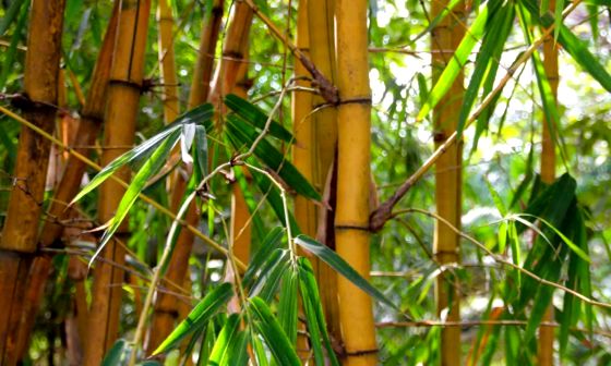 bamboo