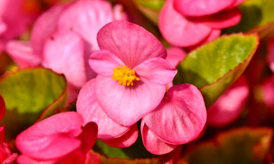 begonia