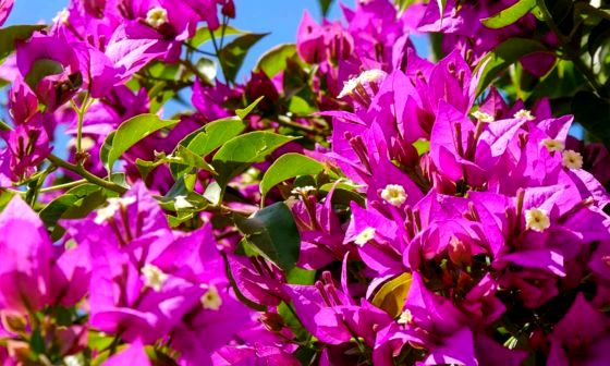 bougainvillea