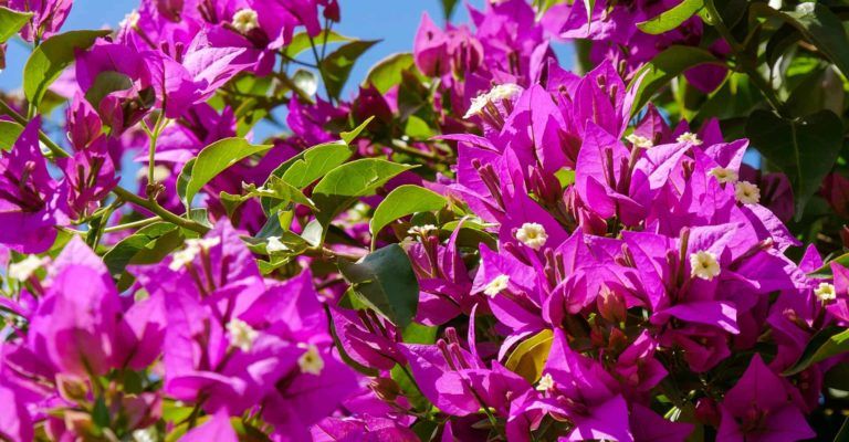How To Grow Bougainvillea 2025 Propagation Care Guide Bougainvillea 768x400