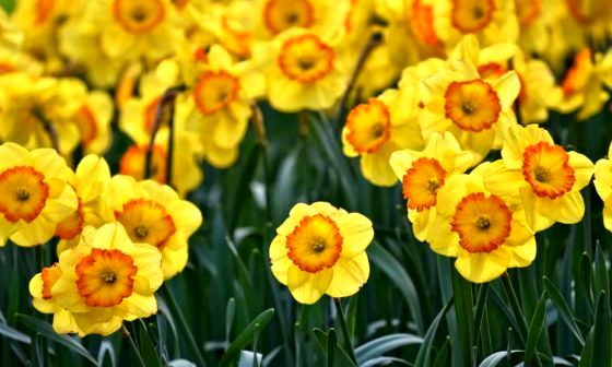 daffodils