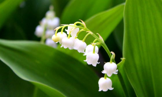 lily of the valley