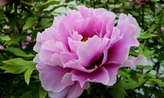 peony-care-guide