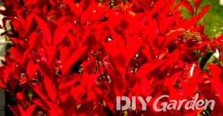 How to Grow Red Robin (2026 Photinia Care Guide)