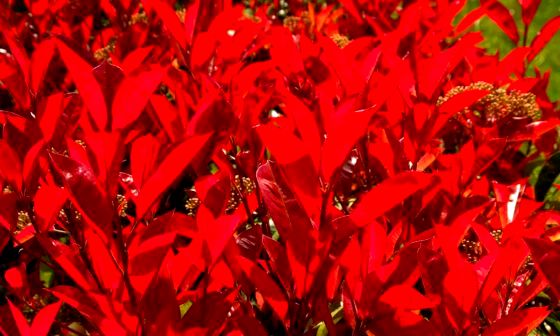 photinia