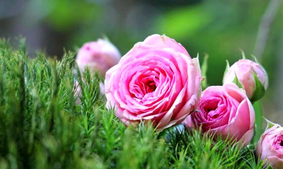 rose